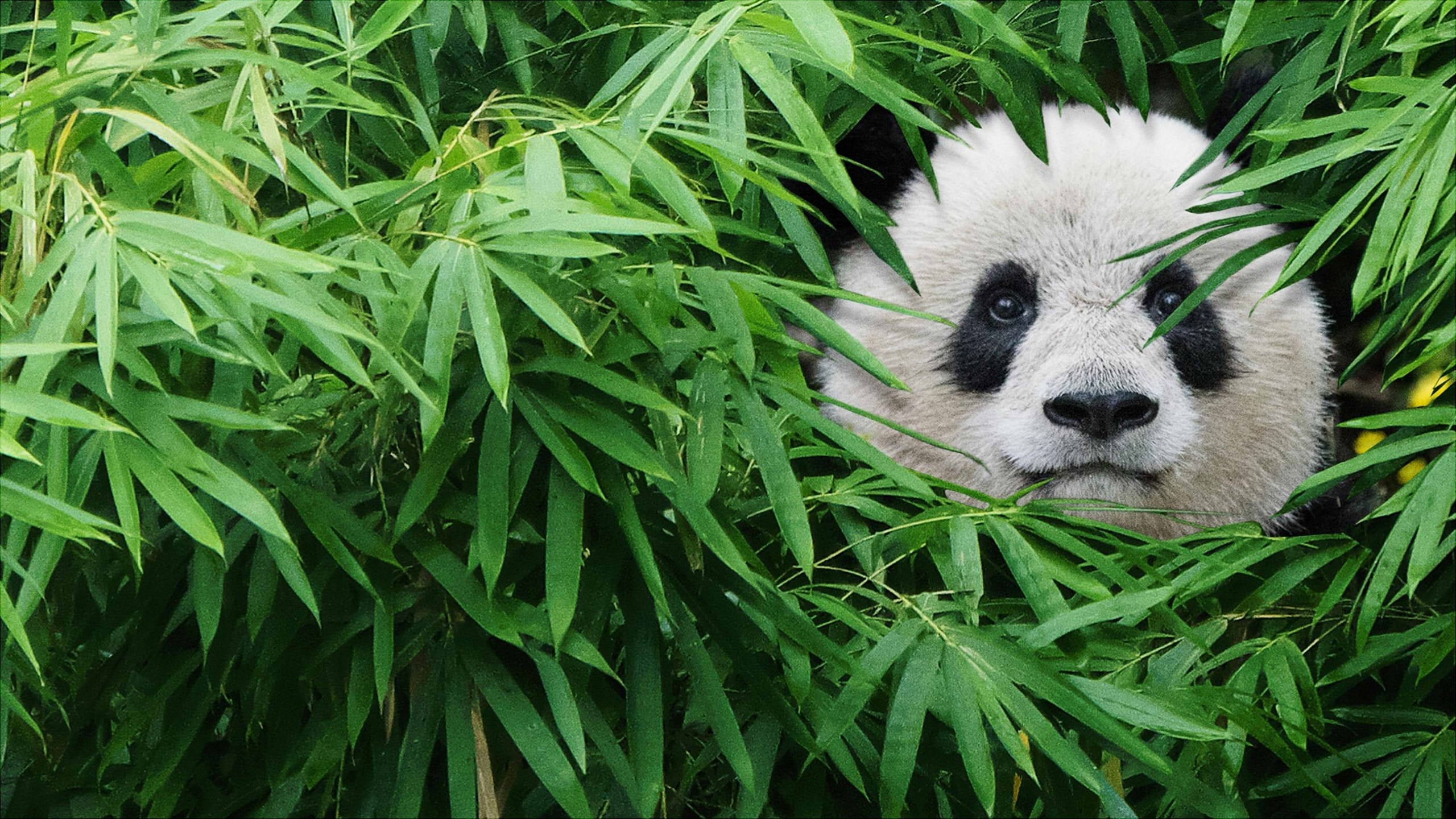 大熊猫 背景图片